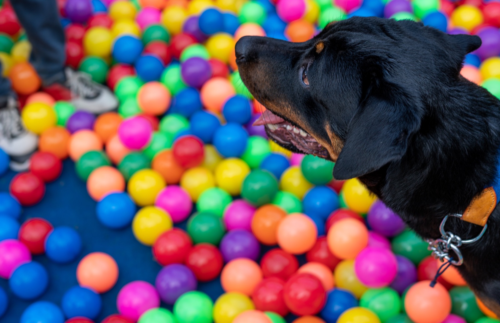 Dog splashing in water — playful pet photography